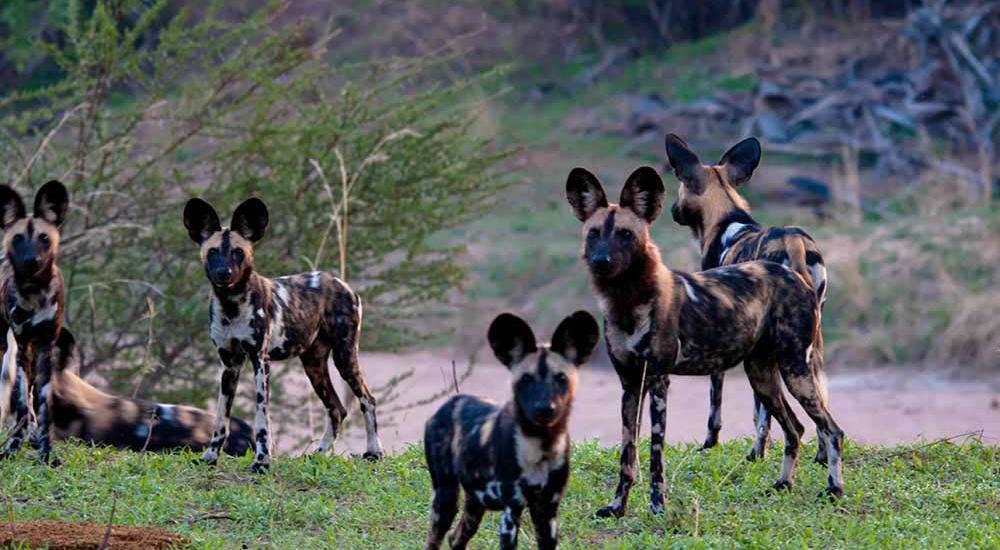 Wild dogs in Ruaha Park