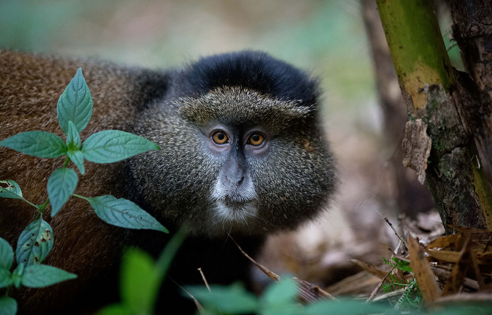 Golden Monkeys  Uganda and Rwanda Wildlife Guide