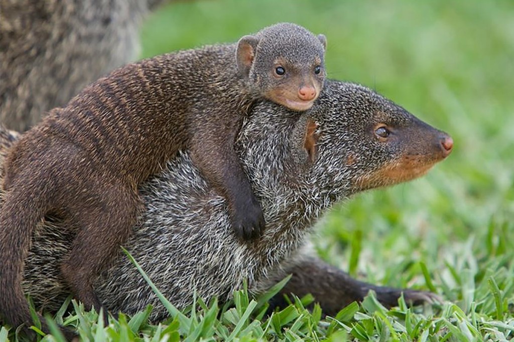 Banded Mongoose in Queen Elizabeth National Park