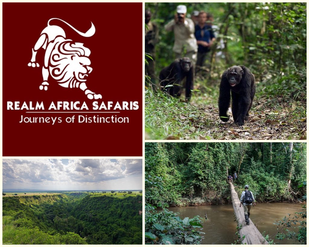 Chimpanzee Trekking In Kyambura Gorge Queen Elizabeth National Park