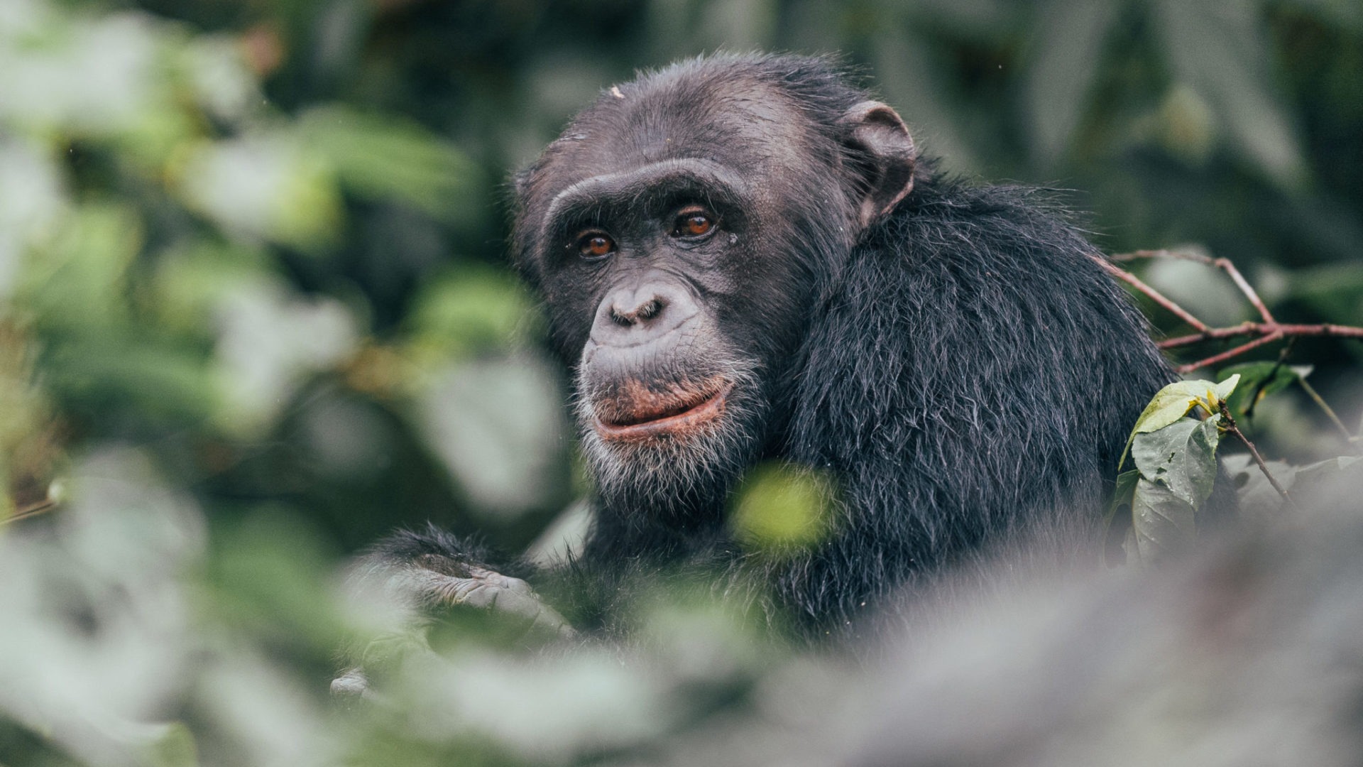Chimp trekking In Rwanda