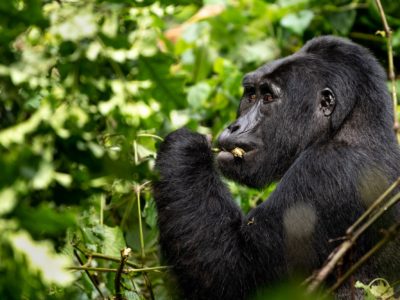 Booking gorilla habituation permits in Uganda