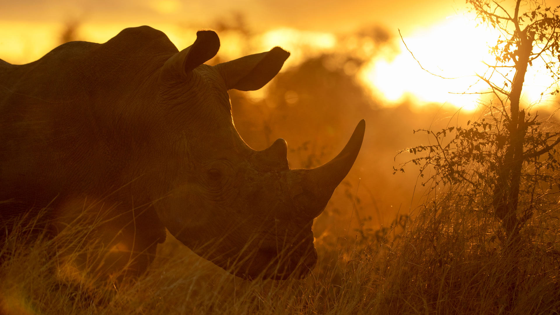Conservation travel with Realm Africa Safaris
