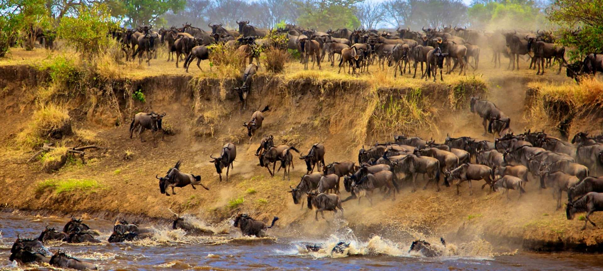 Great Wildebeest Migration, Full facts & Information about the Migration