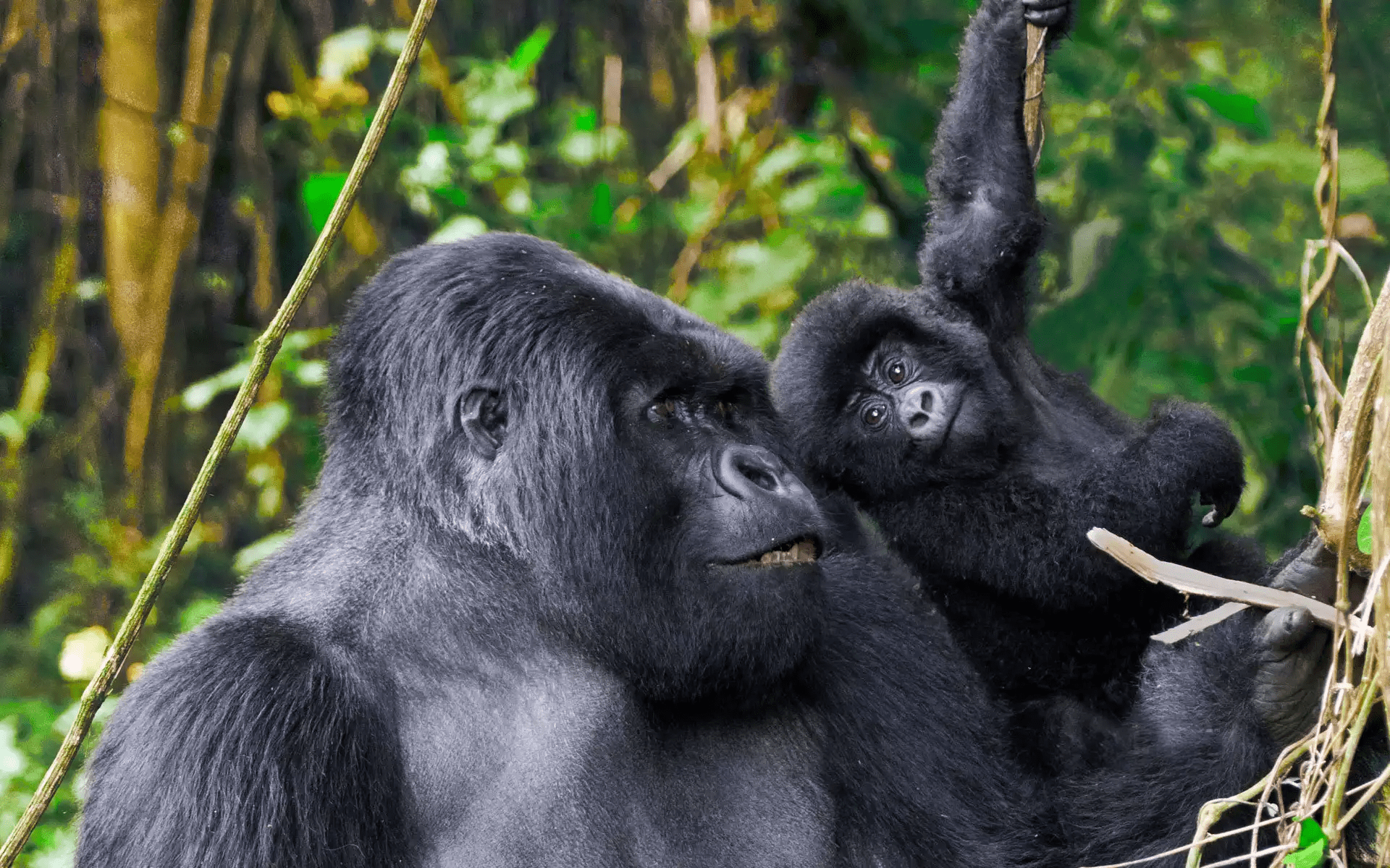 Gorilla Habituation For Teenagers Below 15 Years Tips Advise