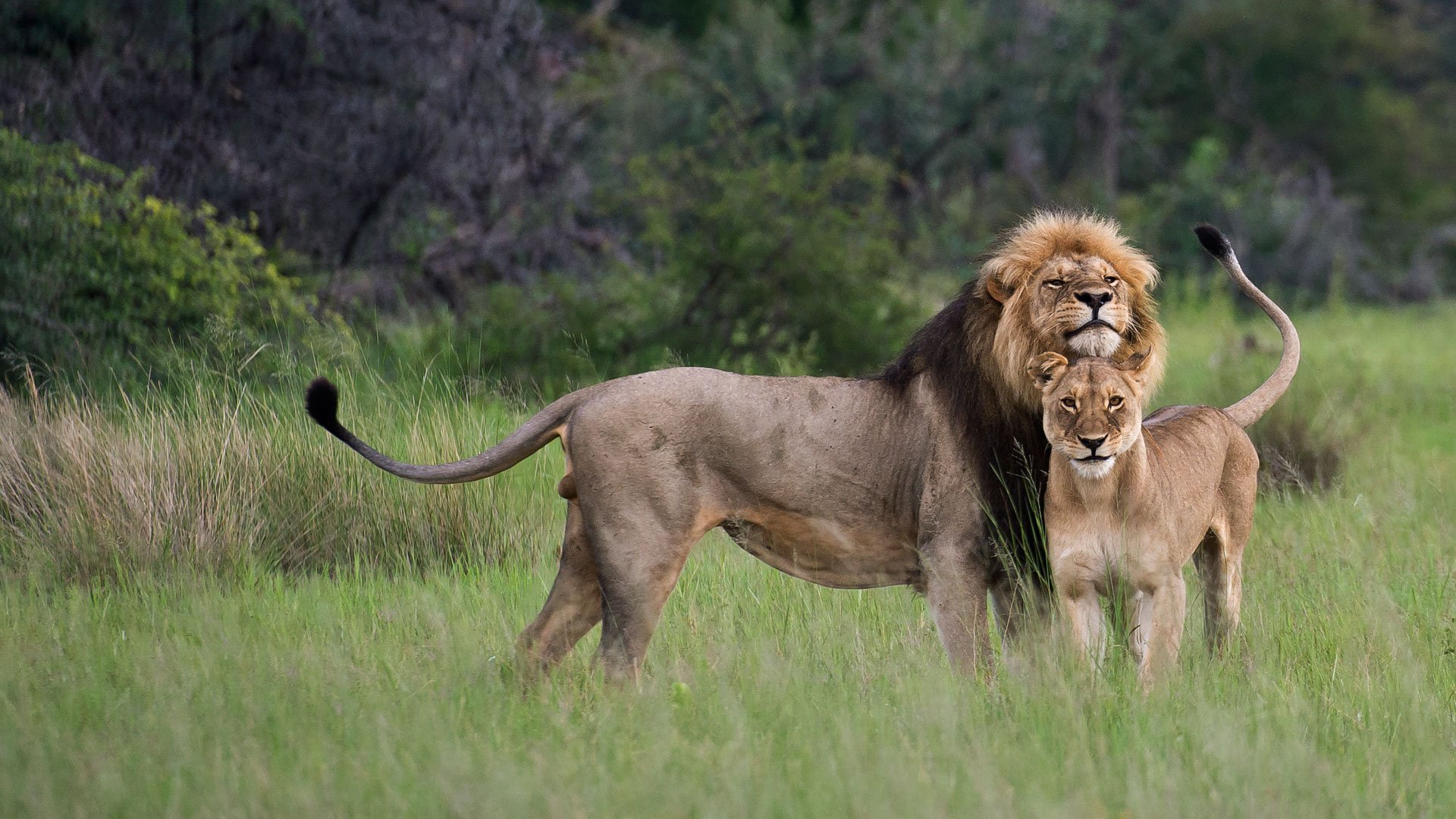 Lions In Queen Elizabeth National Park Where When To Go See Them