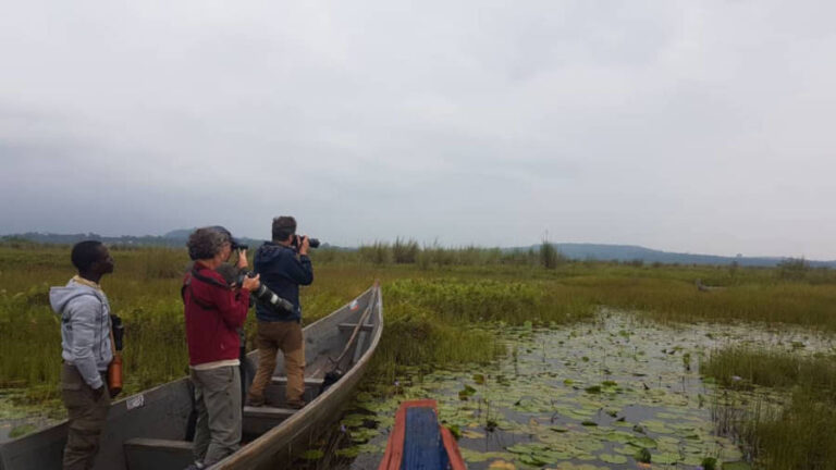 Mabamba Shoebill Tracking Tour Half Day Shoebill Trip From 45pp