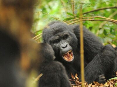 best price for gorilla trekking in 2024