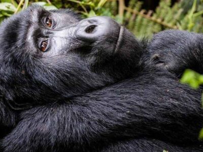 best time to go on a Budget gorilla Tour