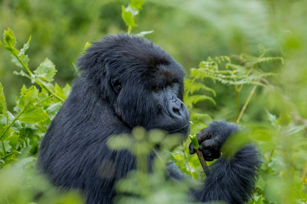 Gorilla Habituation in 2025 - 2026