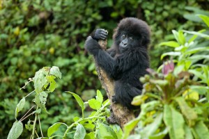 Infant_gorilla_in_Bwenge_group