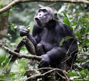 Chimpanzee Habituation Experience In Kibale Forest National Park - Uganda