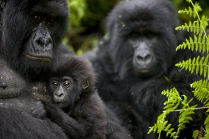 Why Low Season Gorilla Trekking is the Best