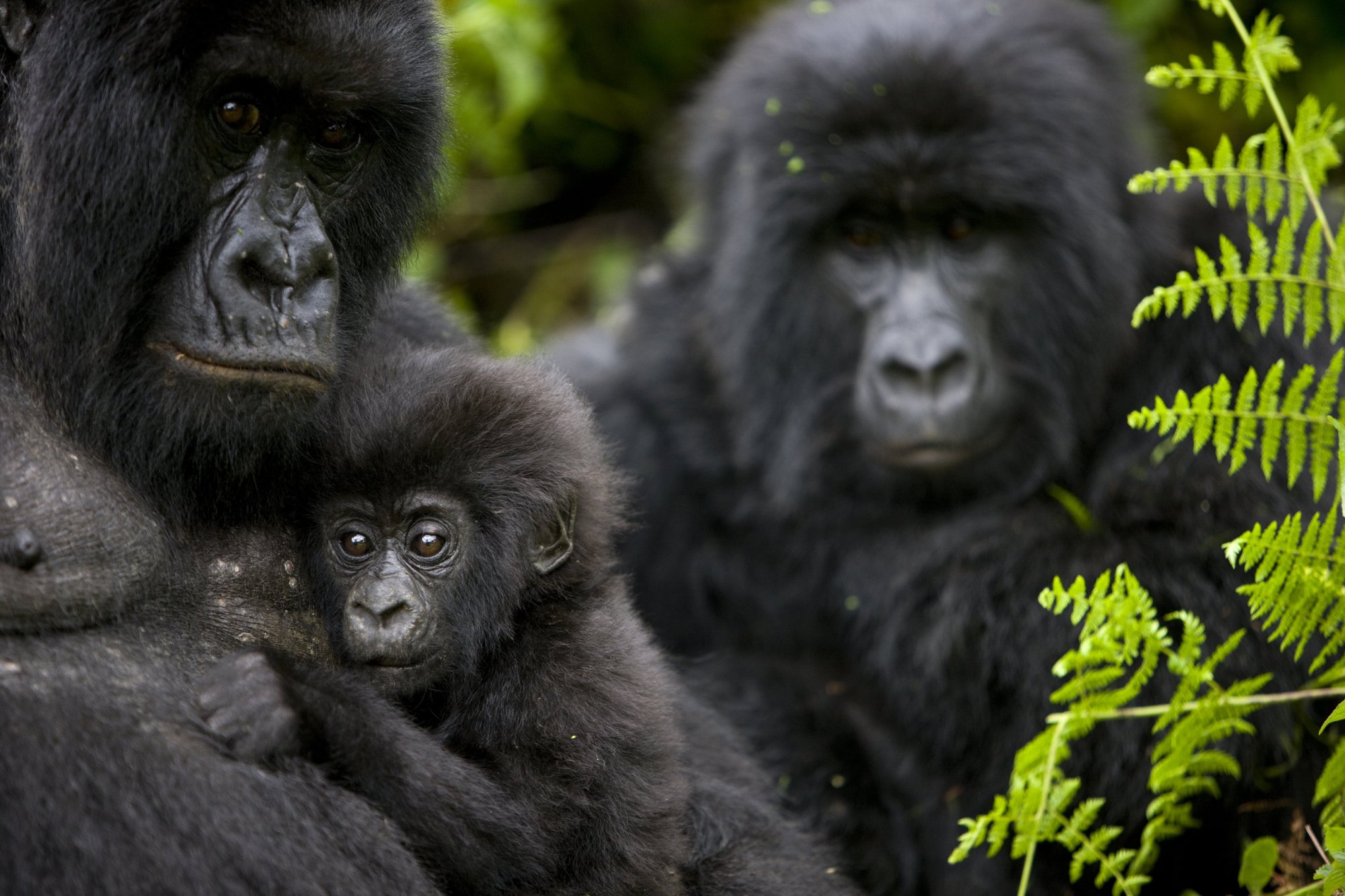 07 Days Gorilla,Chimps & Wildlife