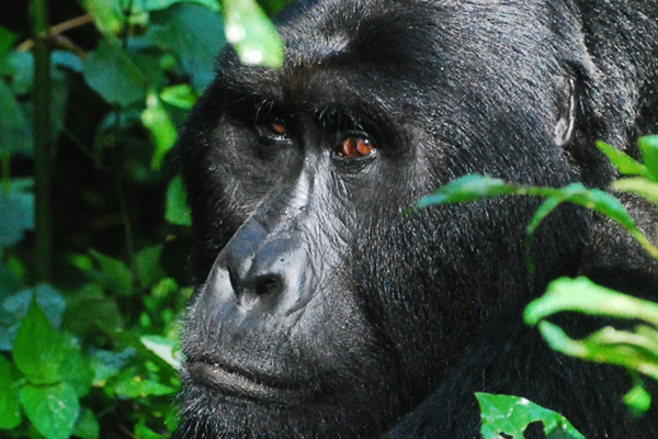 Gorilla trekking FAQs