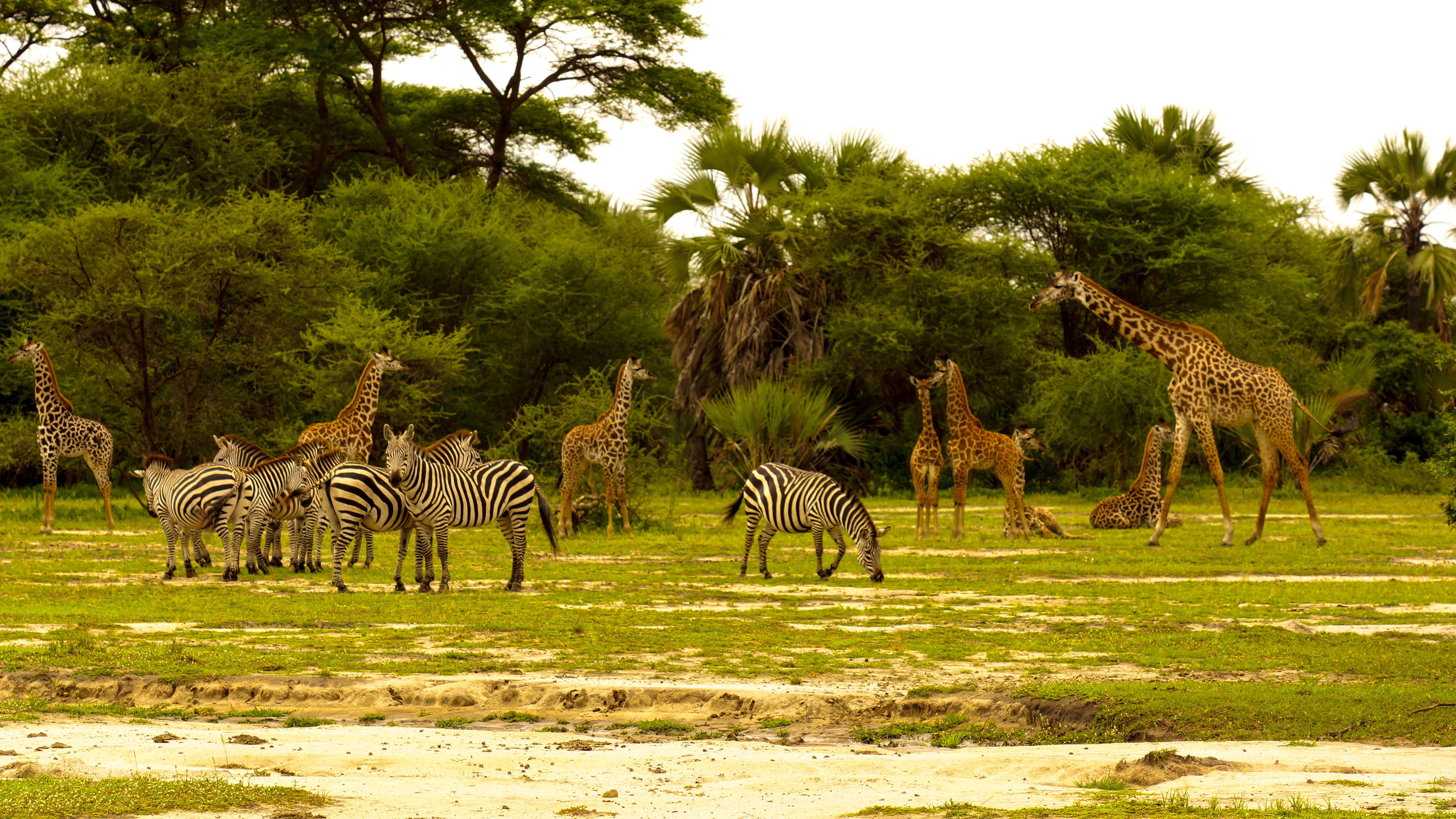 safari tansania tarangire