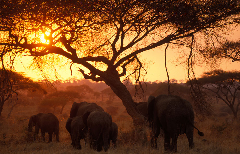 Best Time To Visit Tarangire National Park