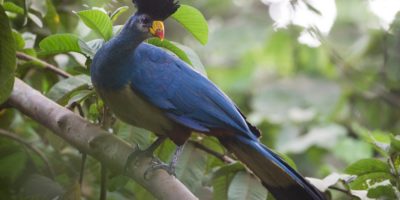 Birding In Budongo