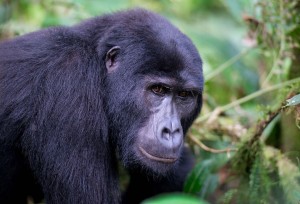 Gorilla in Bwindi Forest National Park