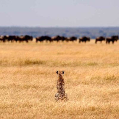 21 Days Kili & wildlife In Uganda, Kenya & Tanzania