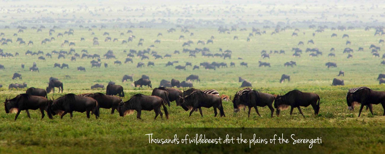 wildebeest Migration Guide