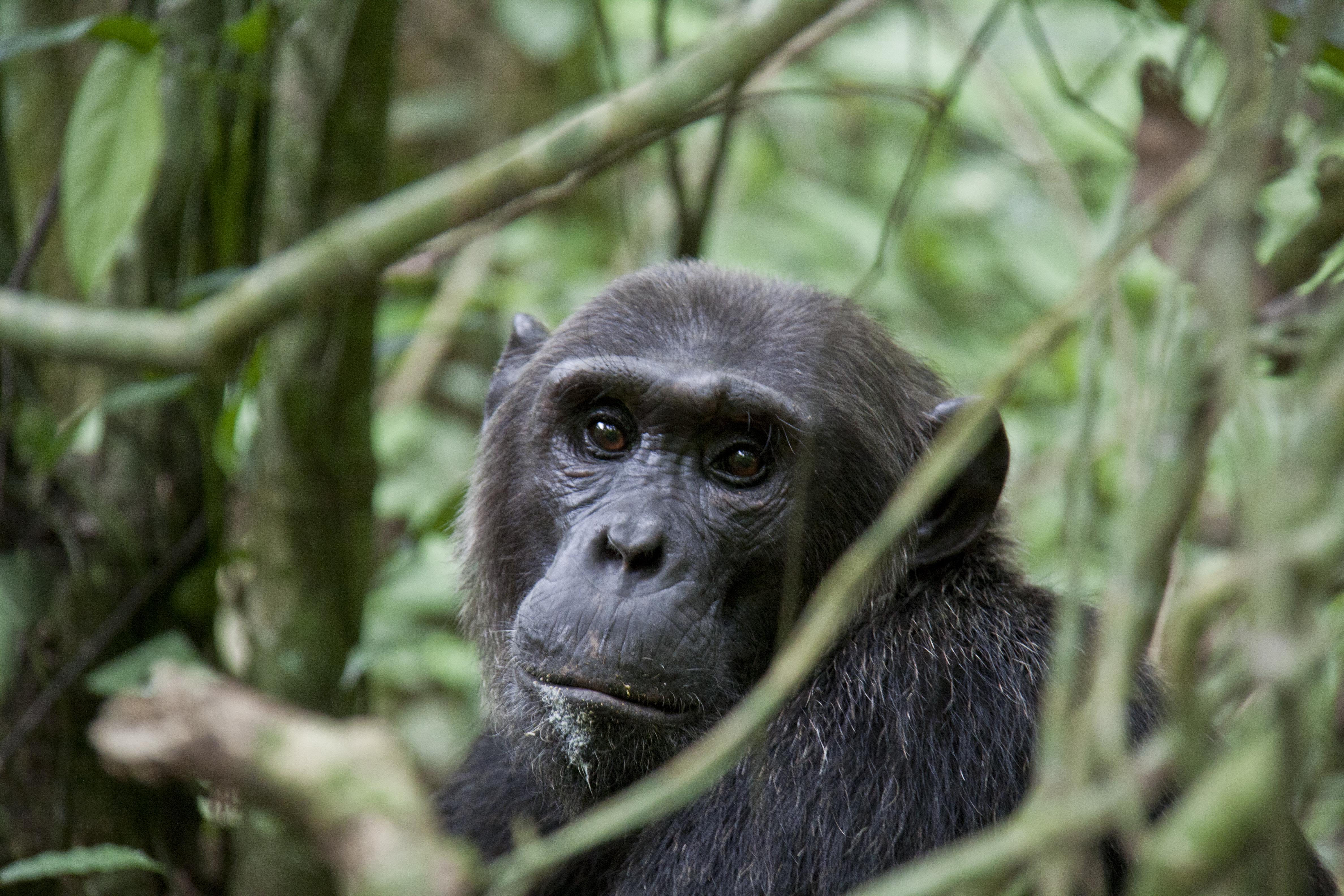 Uganda Gorilla and Chimp trekking Safari Offers for Diplomats