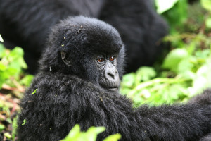 Compare Gorilla Tracking Uganda and Rwanda