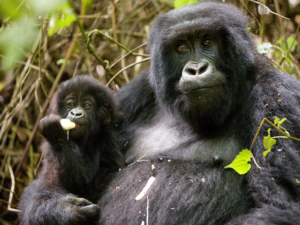Best Uganda gorilla tracking safaris