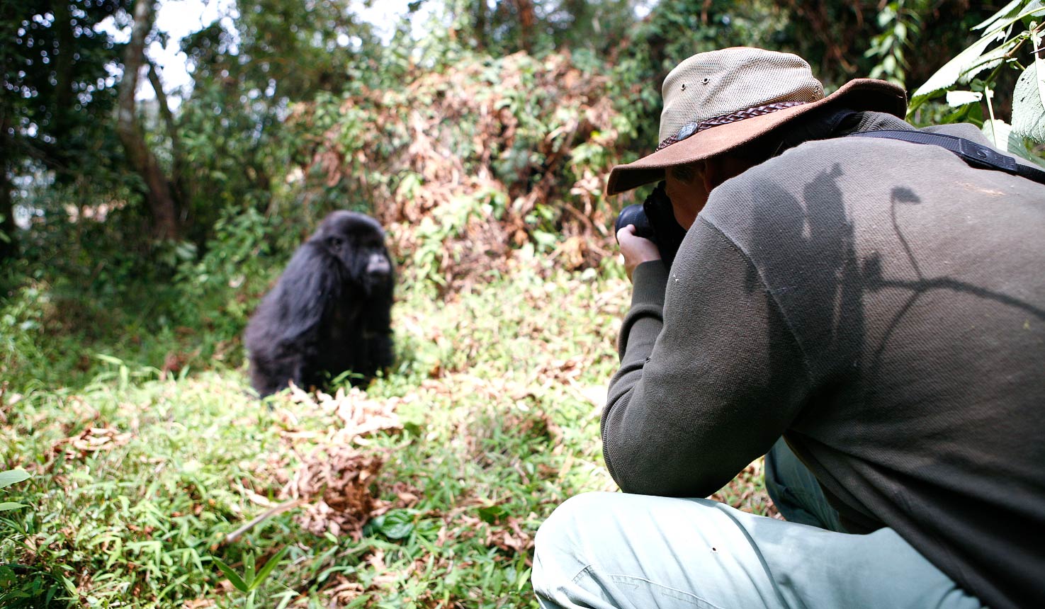 gorilla and chimpanzee photography