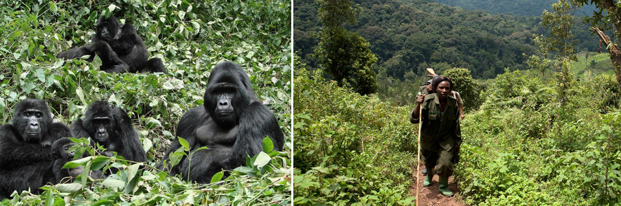 Gorilla tracking Uganda Rwanda