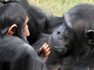 Full Day Chimpanzee Habituation