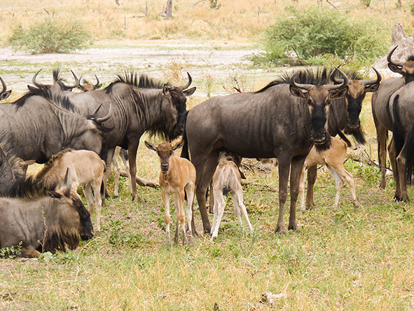 Wildebeest Birthing Season In Serengeti NP | Wildebeest Calving Season in Serengeti NP | Tanzania Safaris | Realm Africa Safaris™