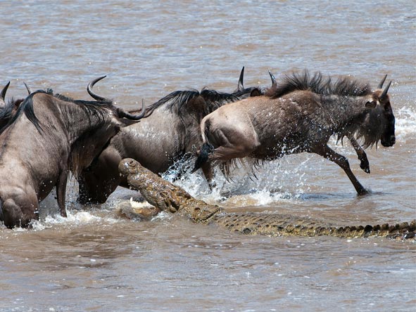 croc against wildebeest crossing