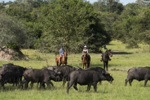 Horse Back Safari