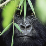 Gorilla tracking Uganda Offers