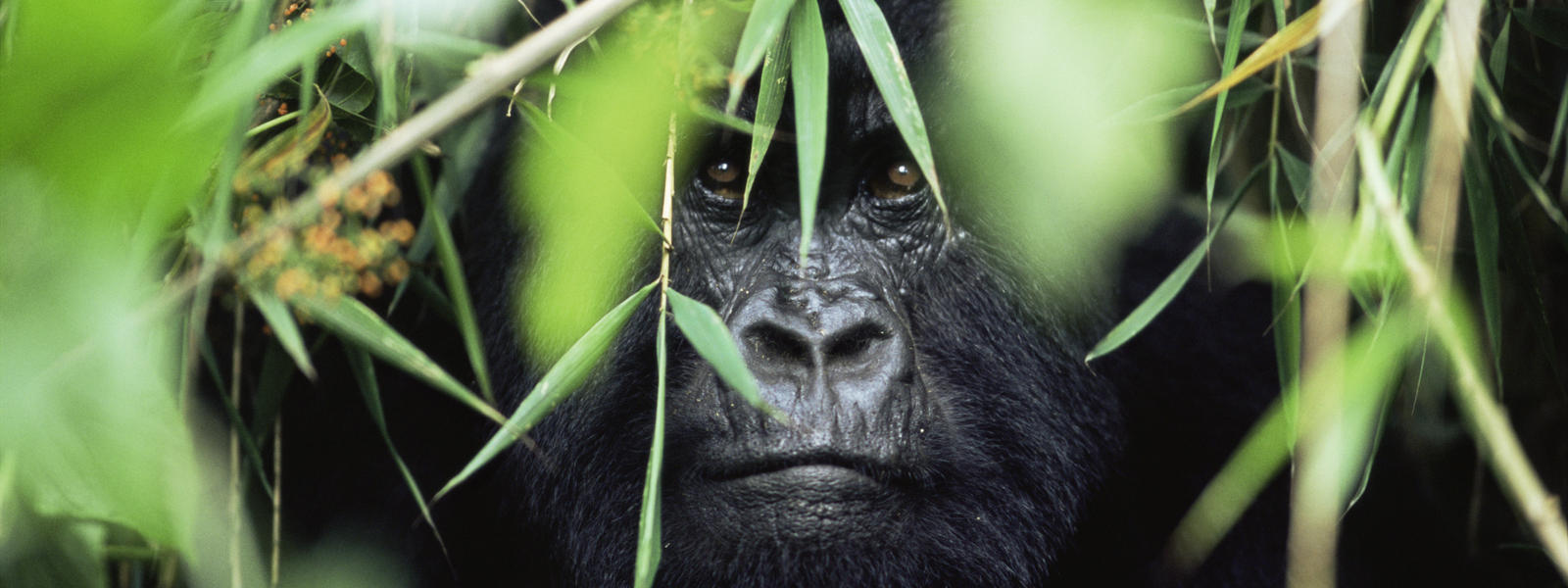 Gorilla tracking Uganda Offers
