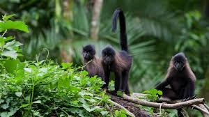 uganda Mangabey