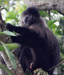 uganda Mangabey Monkey