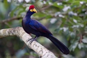 Ross Turaco