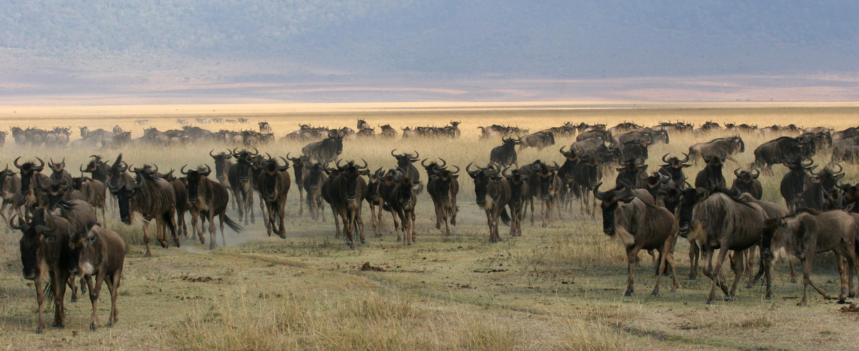 Best time to Visit Serengeti - When to see the wildebeest migration