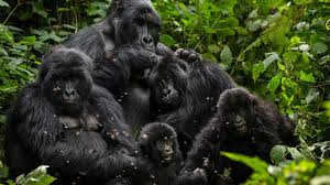 New Mukiza Gorilla Family Group Ruhija Bwindi