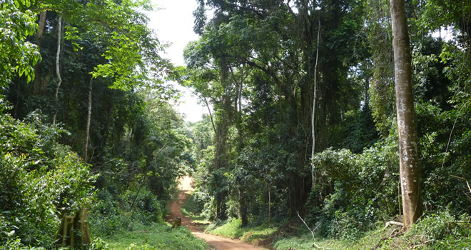 Bugoma Forest Reserve
