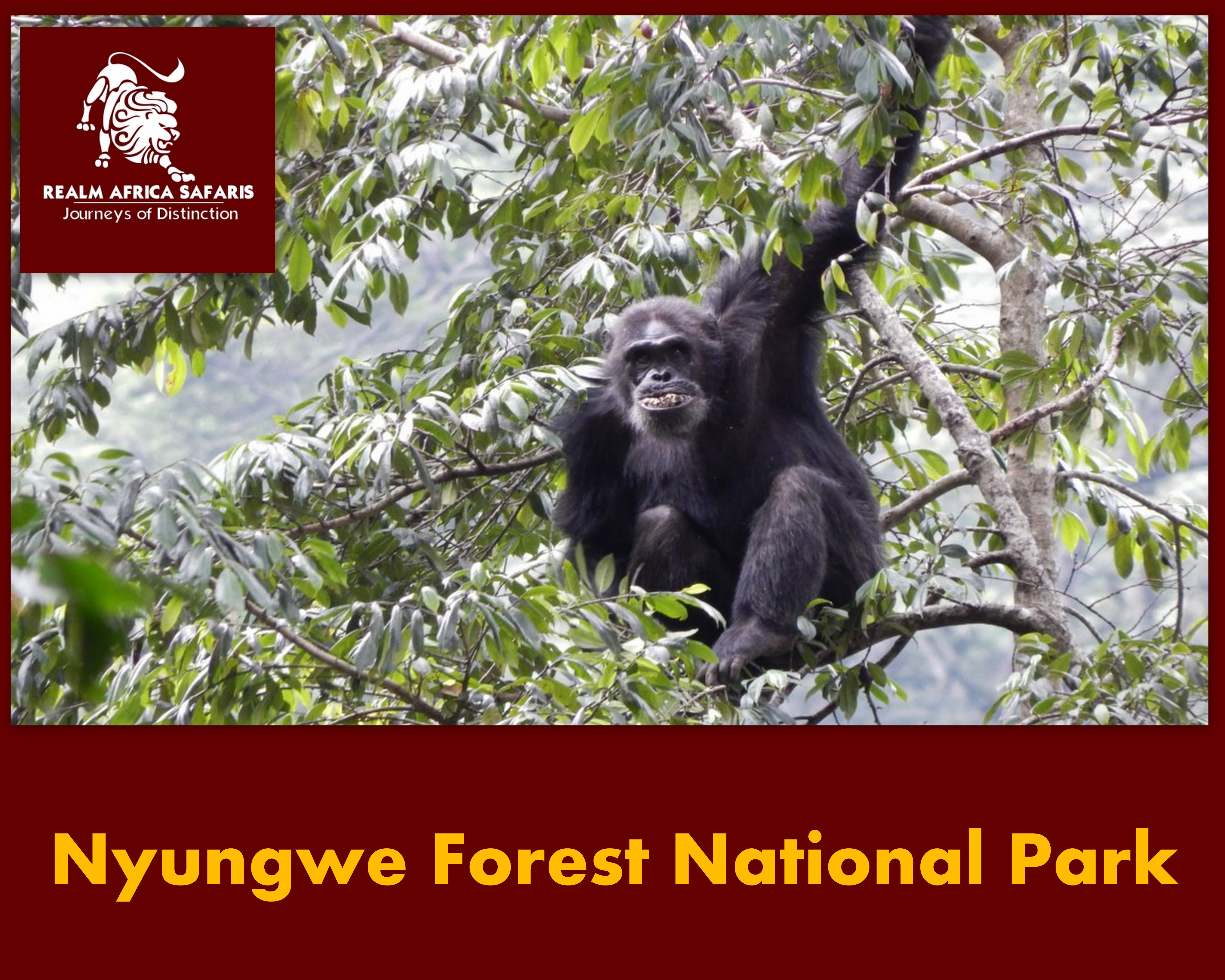 Best time to Visit Nyungwe Forest