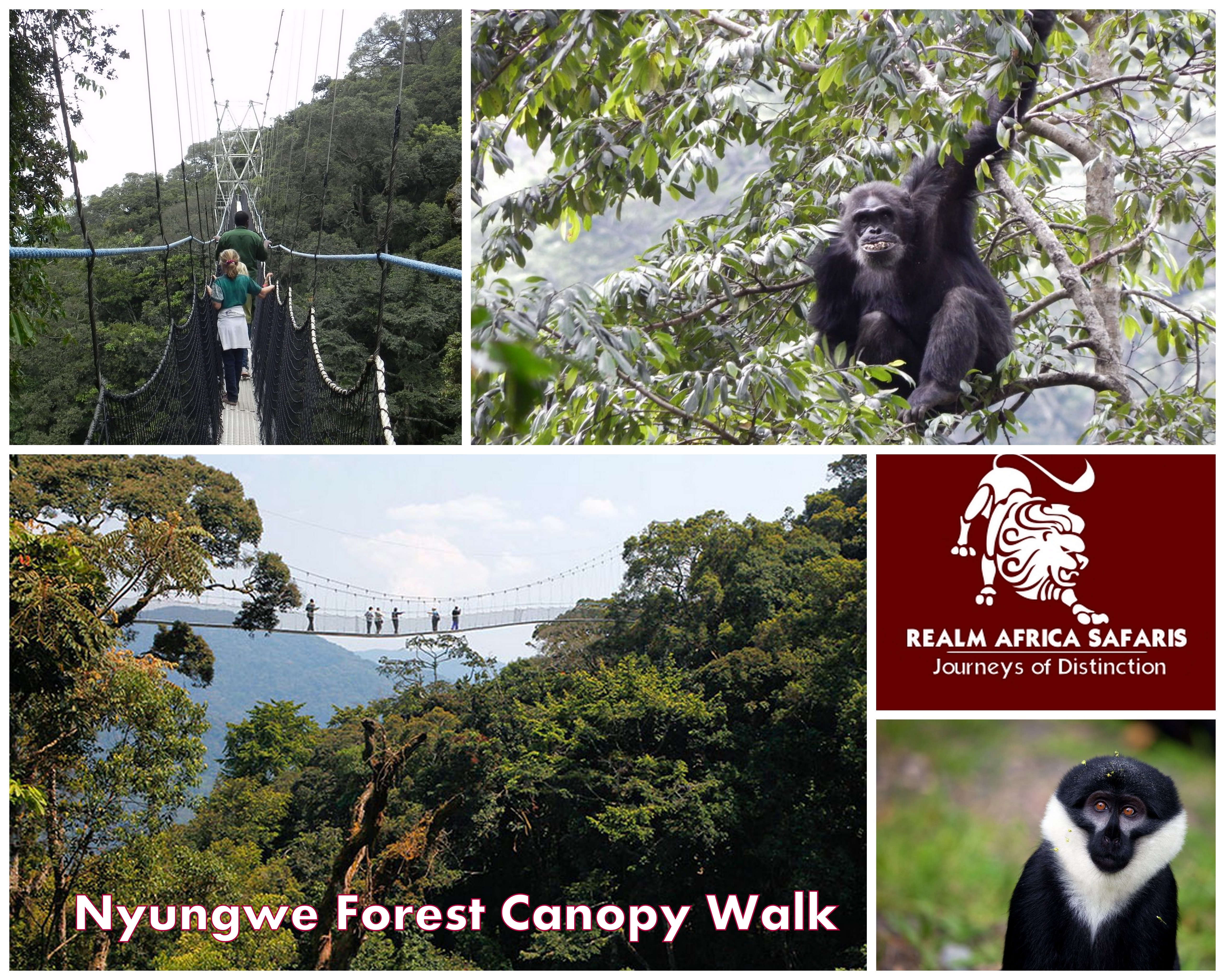 Nyungwe forest Canopy Walk