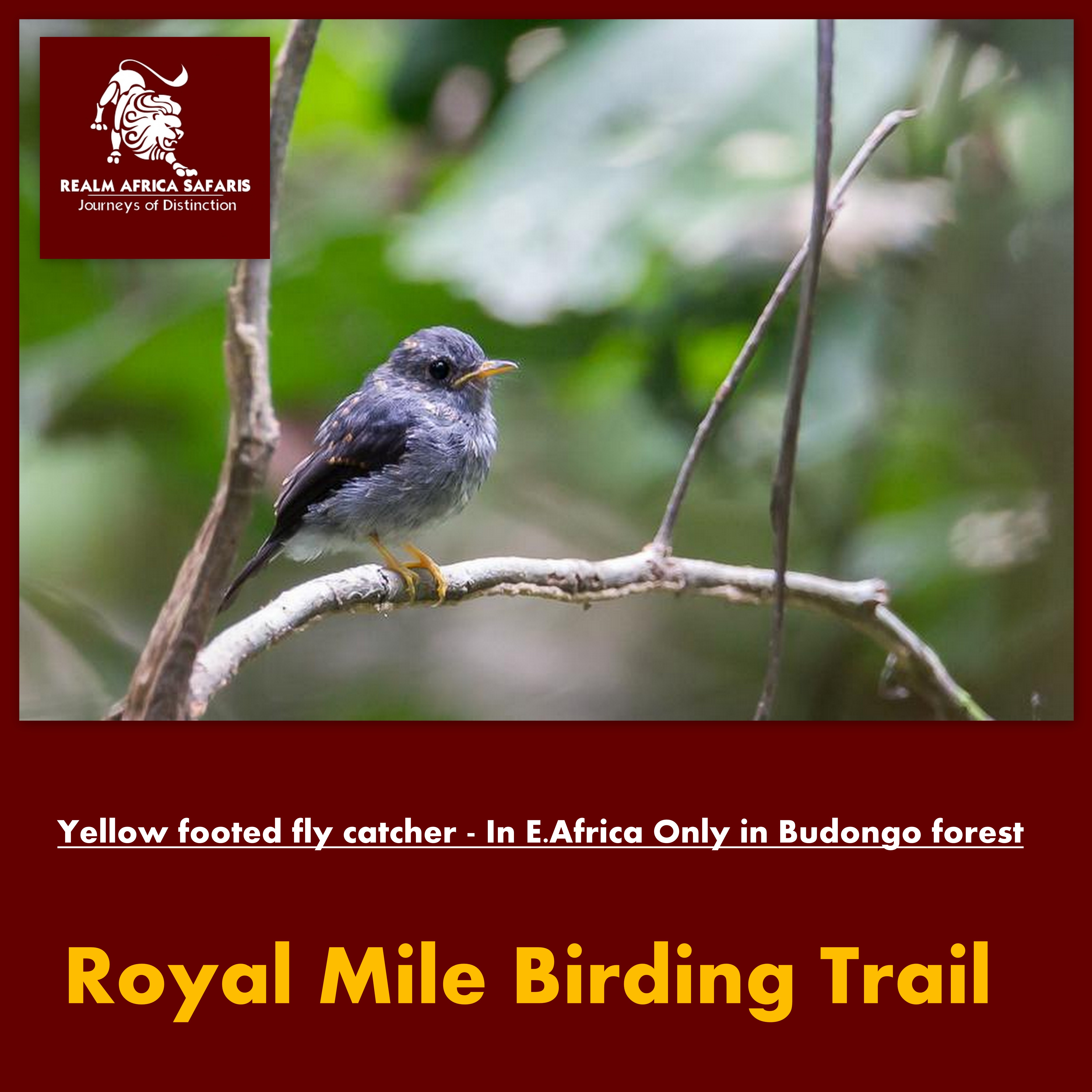 Royal mile Bird Watching Trail