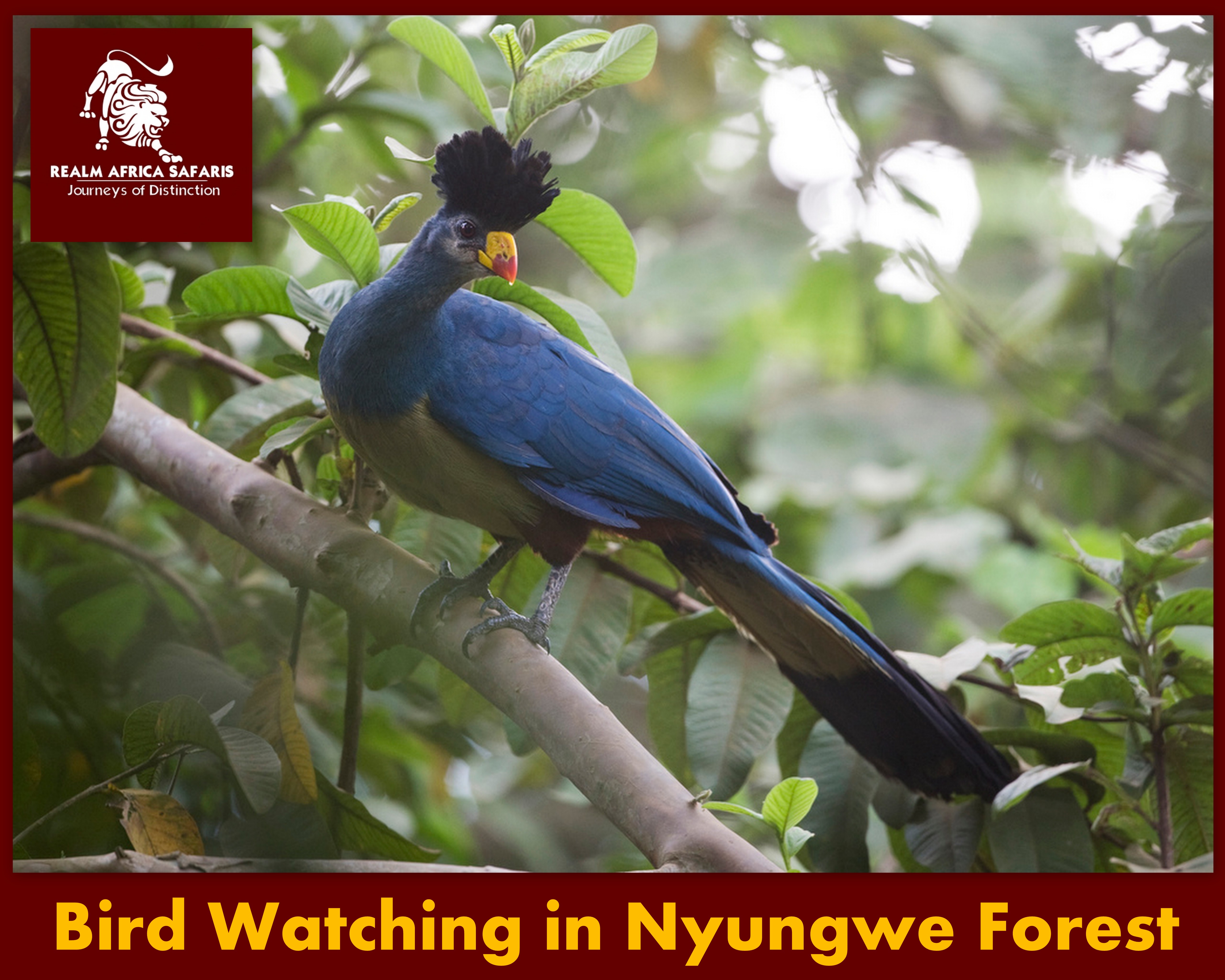 Bird Watching in Nyungwe forest