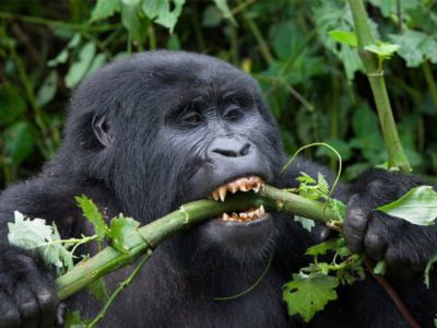 Rwanda Gorilla Safaris