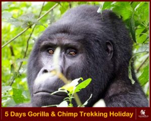 Best April - May - November gorilla trekking Safari Holidays in Uganda | 5 Days Gorilla & Chimp Trekking Uganda | Realm Africa Safaris - Journeys of Distinction