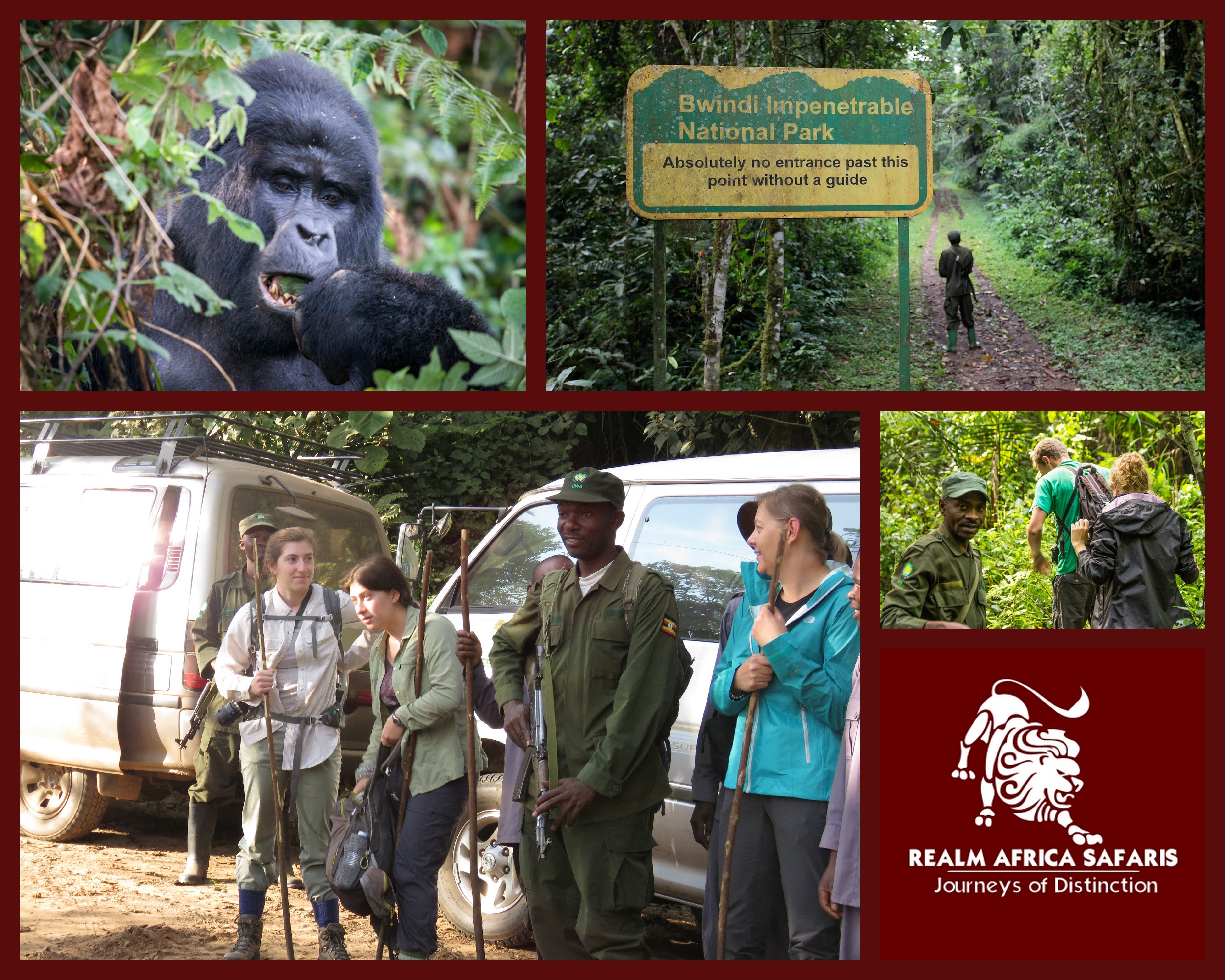 How safe is gorilla trekking in Uganda and Rwanda