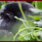 Uganda gorilla permit Prices